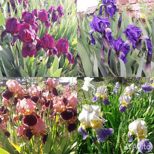 Ирисы распродажа