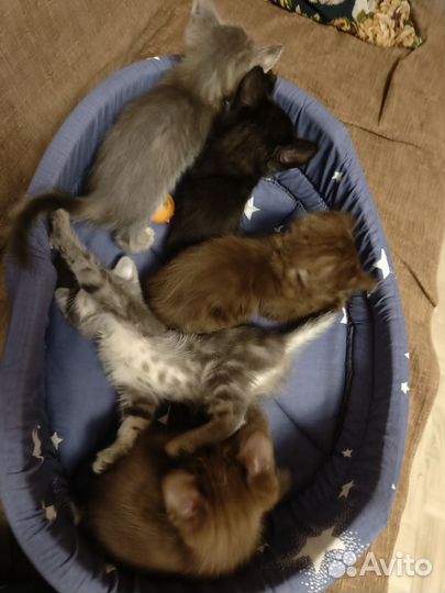 Котята в добрые руки приучены к лотку