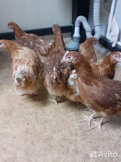 Куры Несушки