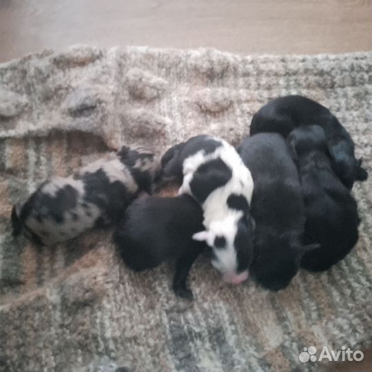 Бронирование щенков