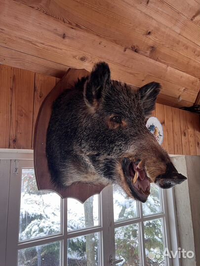 Чучело кабана