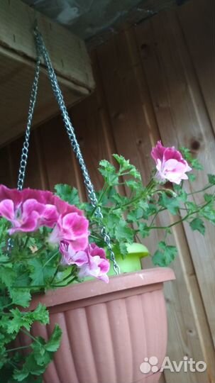 Пеларгонии: амп.Ангелы, звезчатые, королевские