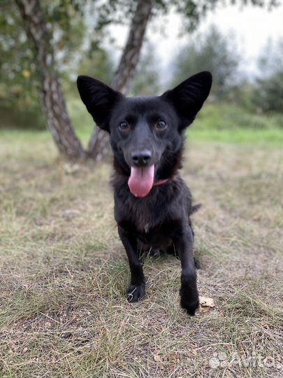 Собаки бесплатно