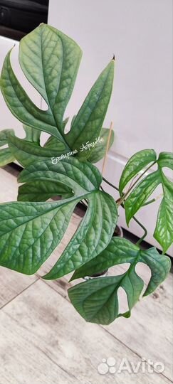 Амидриум медиум сильвер Блю