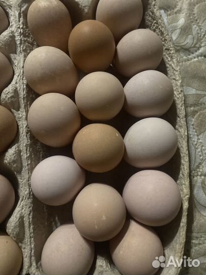 Инкубационное яйцо цесарки