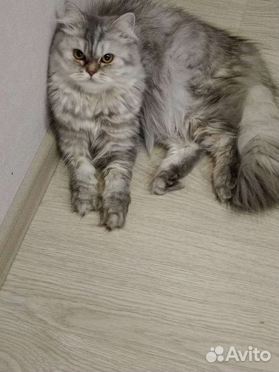 Шотландская кошка вязка