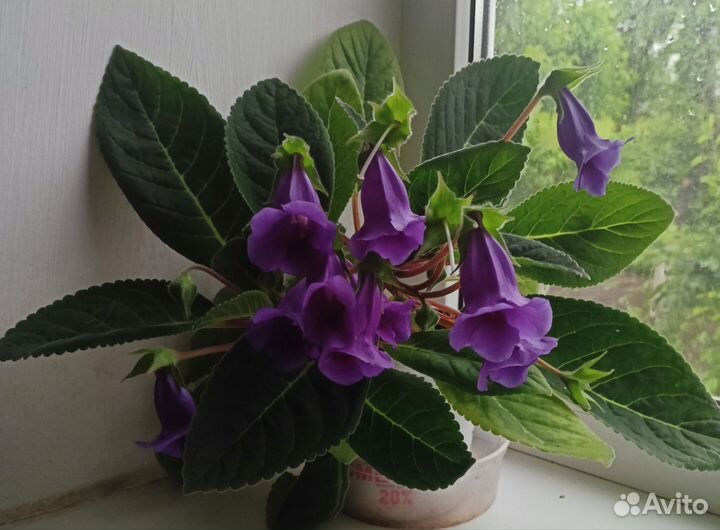 Тидея (глоксиния)