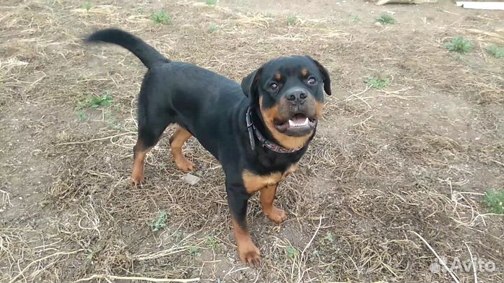 Девочка в ответственные руки