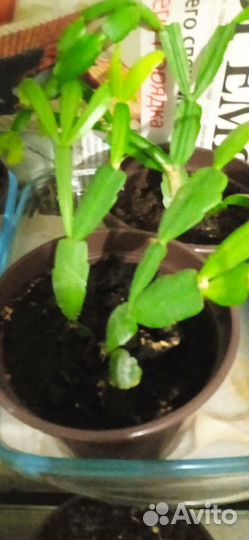 Комнатные цветы