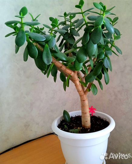 Комнатные цветы