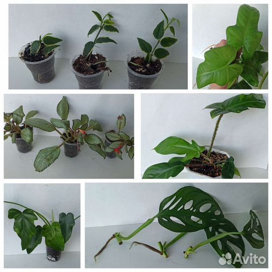 Ароидные, хойи, эписции