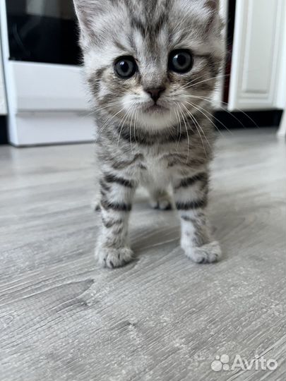 Шотландские котята