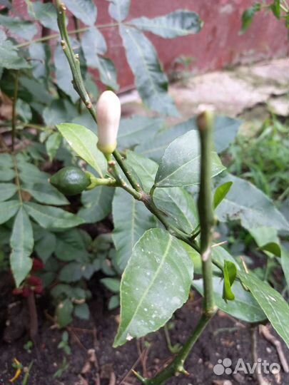 Лимон сорт мейер ремонтантный