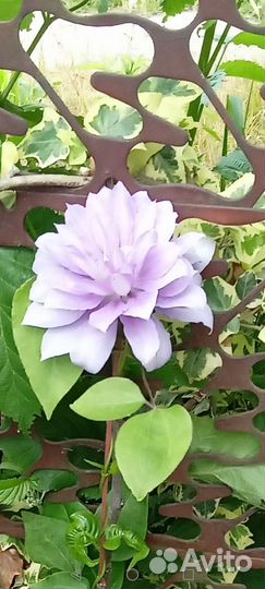 Клематис Бель оф Вокинг