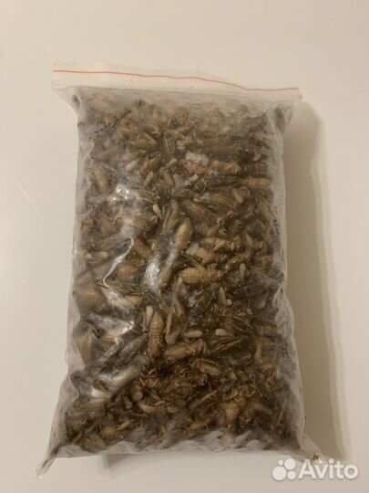 Замороженные сверчки домовые