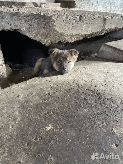 Щенки дворняжки