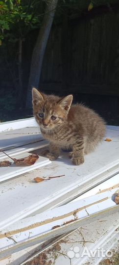 Котики бесплатно в добрые руки