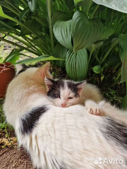 Котенок девочка 2мес