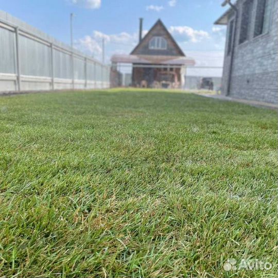 Газон под ключ. Газон посевной и рулонный