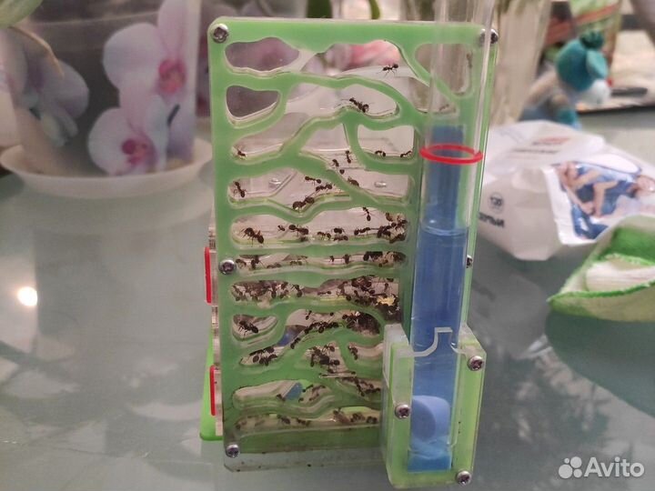 Муравьиная ферма