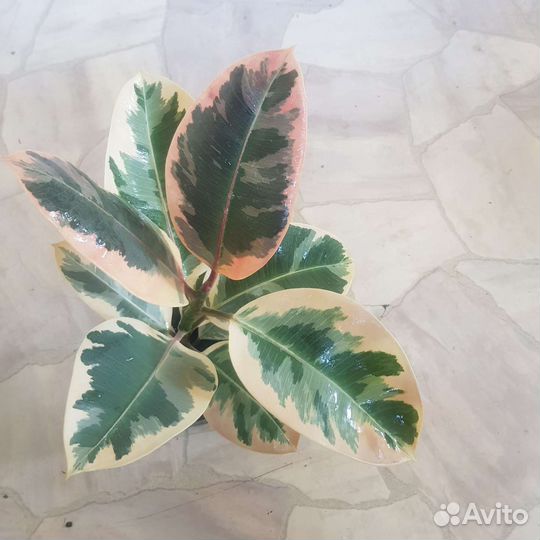 Фикус тинеке,керли,сафари