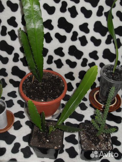 Суккуленты