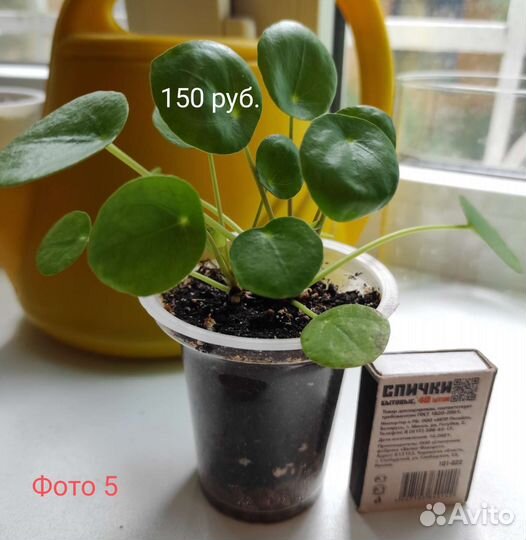 Пилея пеперомиевидная