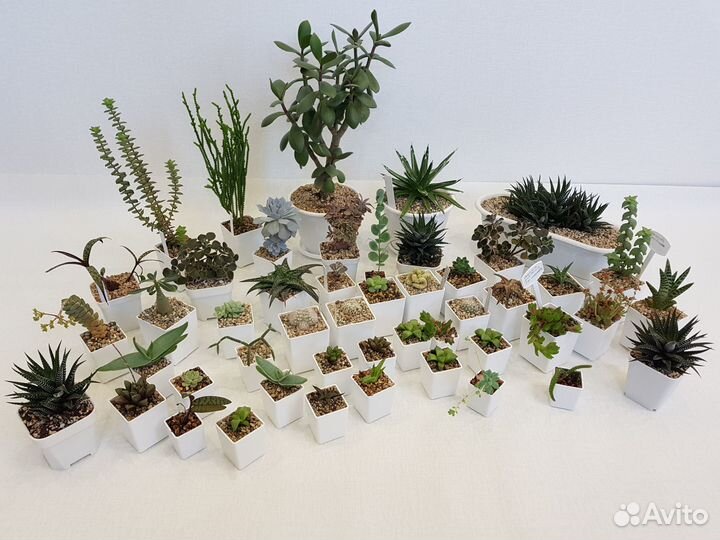 Суккуленты: хавортии, крассулы, адромискусы и др