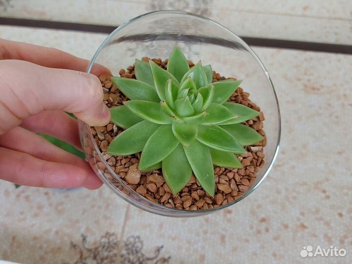 Флорариум суккуленты