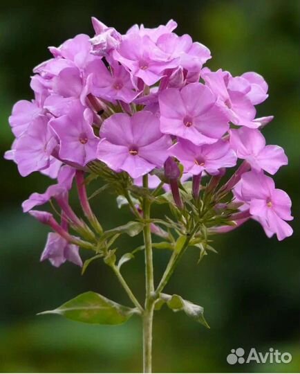 Маргаритки, безвременник, ирисы, флокс, и другие