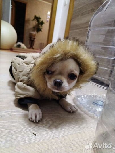 Курточка для собаки