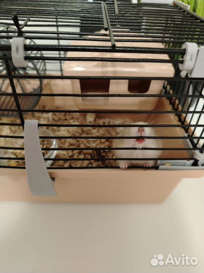 Джунгарский хомяк с клеткой