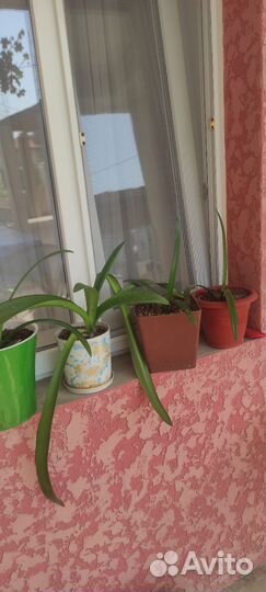 Гиппиаструм