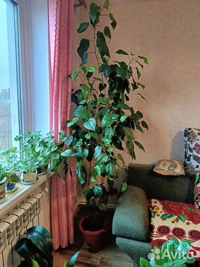 Гибискус комнатный махровый