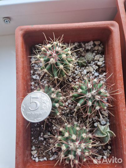 Кактусы и суккуленты