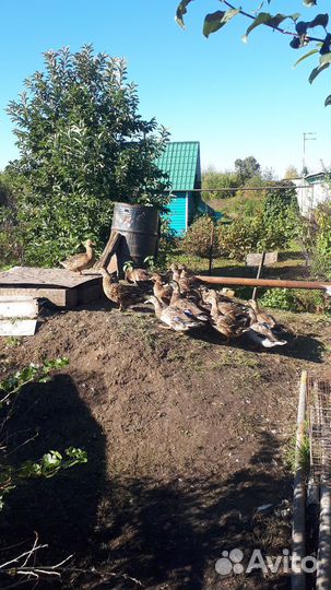 Подсадные утки