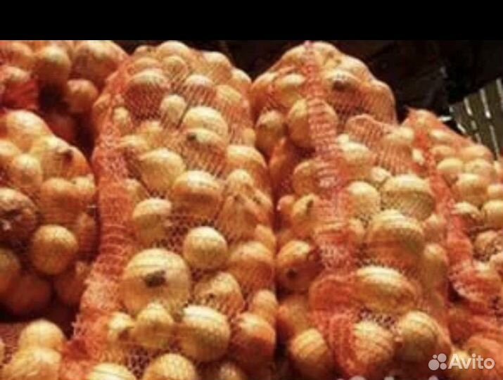 Лук репчатый