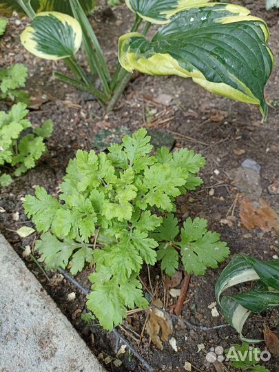 Ромашка мини