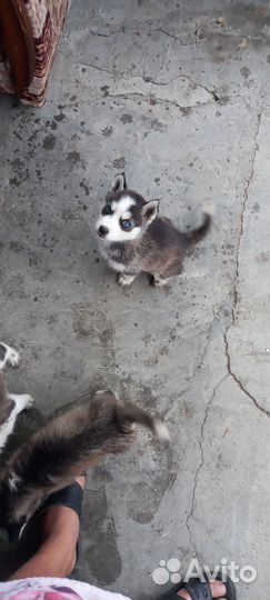 Щенки хаски