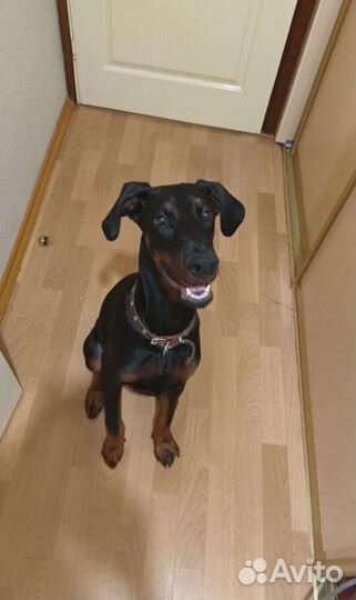 Доберман щенок девочка