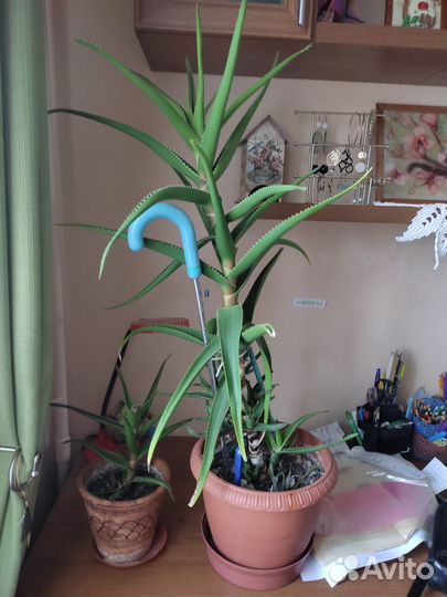 Замиокулькас, алое-вера, герань