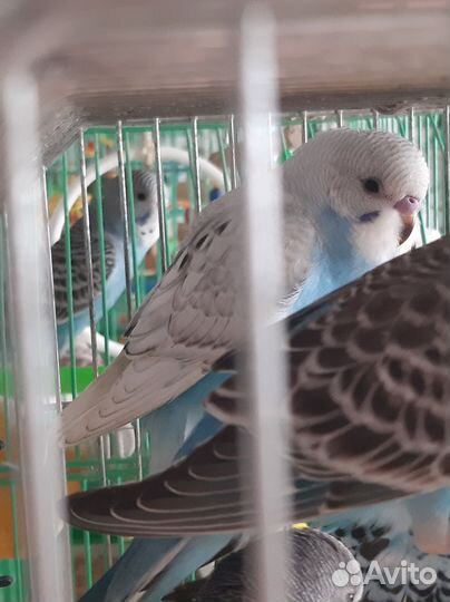 Птенцы волнистого попугая