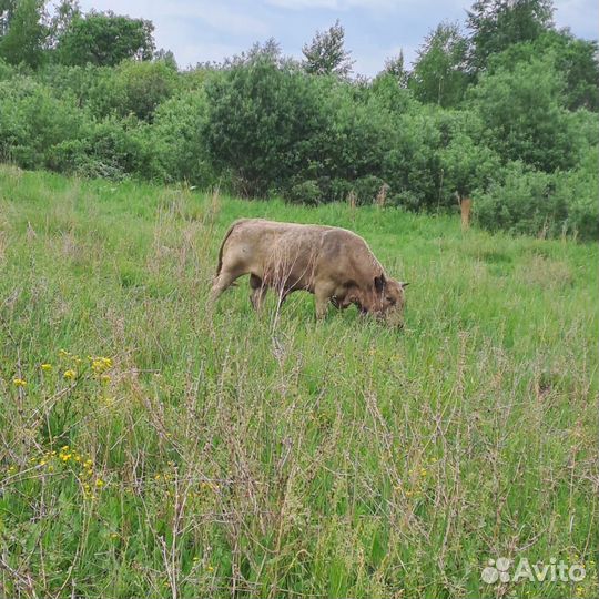 Продажа крс