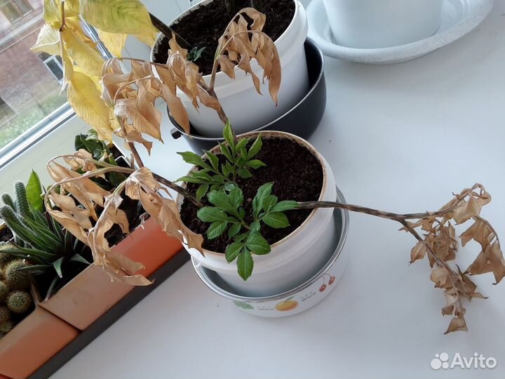 Аморфофаллус коньяк клубневый