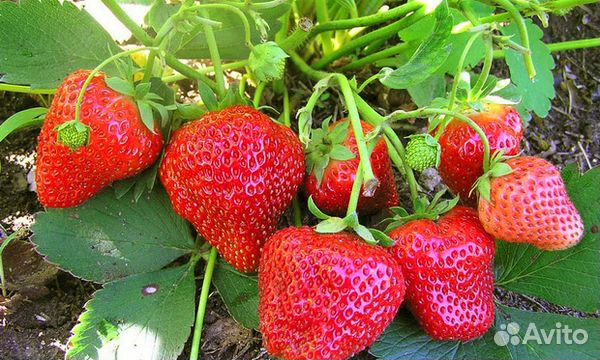 Азия,Альбион