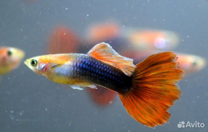 Аквариумные рыбки и растения