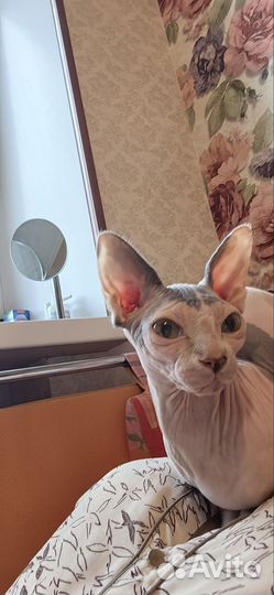 Кошка в дар бесплатно сфинкс