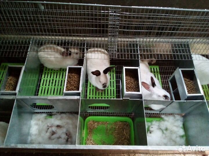 Кролики калифорнийской породы