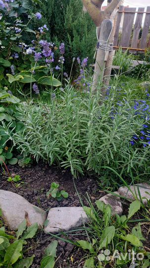 Лаванда, лемонграсс