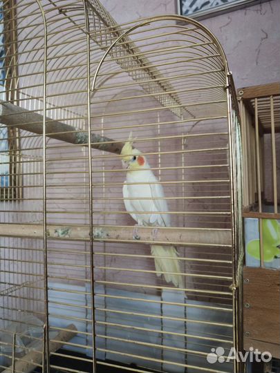 Продам попугая Корелла. торг